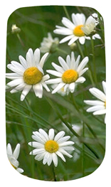 DAROYAL-021 Field of Daisies